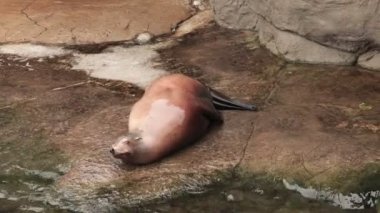 Su ile oynarken sevimli mühür