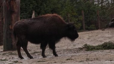 Buffalo, bulutlu zaman çekimi