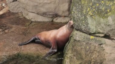 Su ile oynarken sevimli mühür