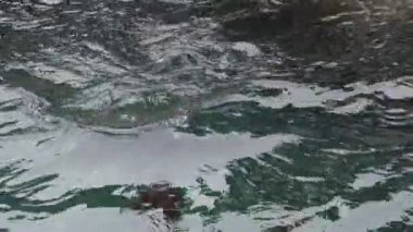 Su ile oynarken sevimli mühür