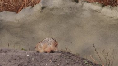 Aile Sciuridae içinde toprak Sincaplar Spermophilus sincap cins (kemirgenler)