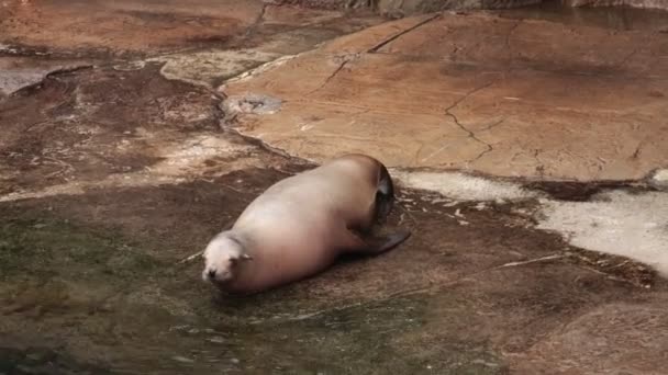 Schattig Seal Spelen Met Water — Stockvideo