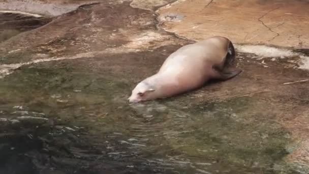 Niedliche Robbe Spielt Mit Wasser — Stockvideo