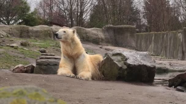 Polar Bear Ursus Maritimus Hypercarnivorous Bear Stay Rock Lokking — Stock Video