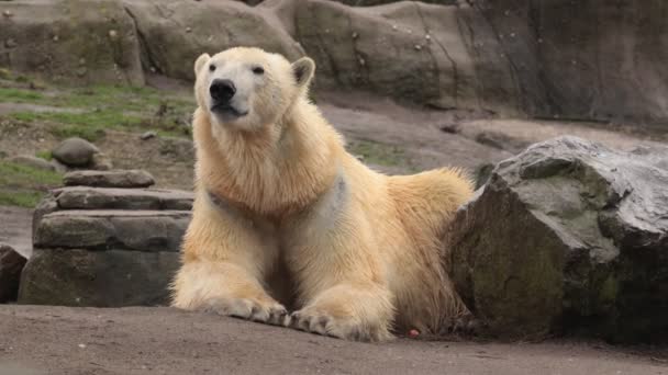 Niedźwiedzia Polarnego Ursus Maritimus Niedźwiedź Hipermięsożerny Pobyt Skale Lokking Wokół — Wideo stockowe