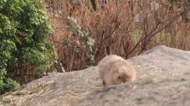 Aile Sciuridae içinde toprak Sincaplar Spermophilus sincap cins (kemirgenler)