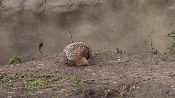 亲精子松鼠属的地面松鼠在家庭Sciuridae 啮齿动物 — 图库视频影像