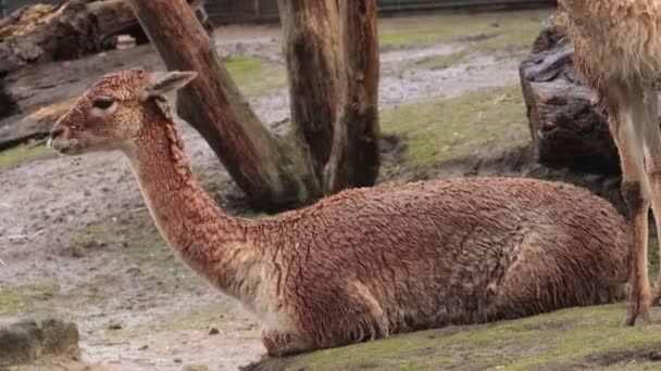 Vicugna Lama Glama Zbliżenie Strzelać — Wideo stockowe