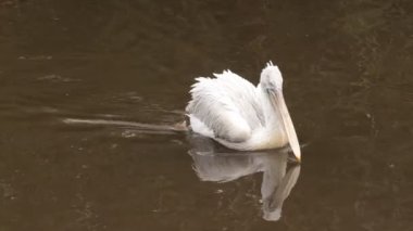 Pelecanus erythrorhynchos-nehir üzerinde Amerikan beyaz Pelican