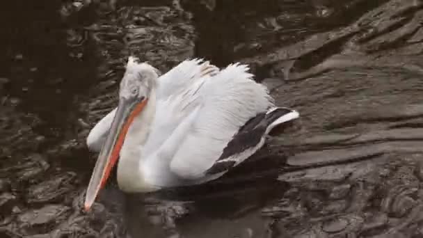 Pelecanus Erythrorhynchos Американский Белый Пеликан Реке — стоковое видео