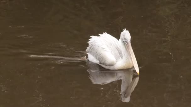 Pelecanus Erythrorhynchos Nehir Üzerinde Amerikan Beyaz Pelican — Stok video