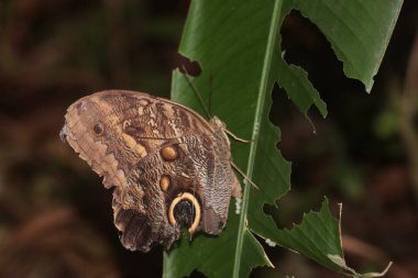 Caligo atreus kelebeği yapraktan yiyor.