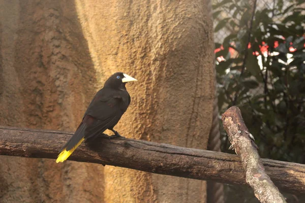 Crested Oropendola Koren Vogel Psarocolius Decumanus Mooie Zwarte Vogelverblijf Tak — Stockfoto
