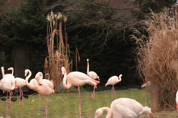 group of american pink flamingo birds, type of wading bird in the family Phoenicopteridae