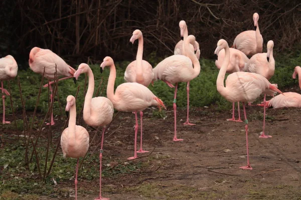 Grupa Amerykańskich Różowych Ptaków Flaminga Rodzaj Ptaków Rodziny Brodzych Phoenicopteridae — Zdjęcie stockowe