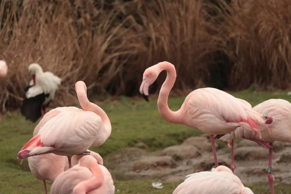 Amerikan pembe flamingo kuşlar, Aile Phoenicopteridae içinde Wading kuş türü grubu