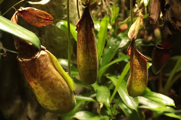 Nepenthes, tropikal sürahi bitkiler, tek tipli familyadan nepenthaceae familyasından bir etobur bitki cinsine bıdır.