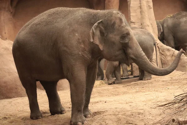 Yakın çekim hayvanat bahçesinde fil portresi