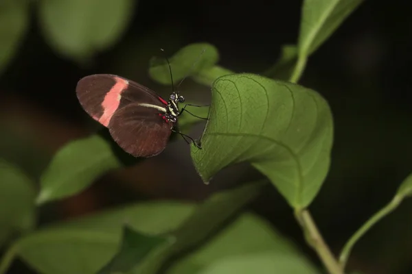 heliconius erato kelebek yaprak üzerinde kalmak