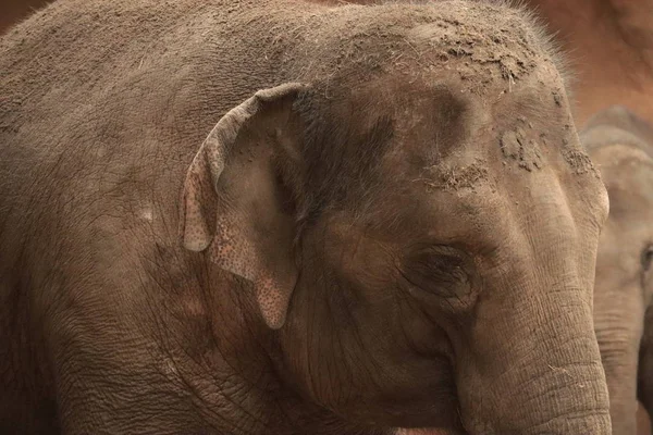 Yakın çekim hayvanat bahçesinde fil portresi