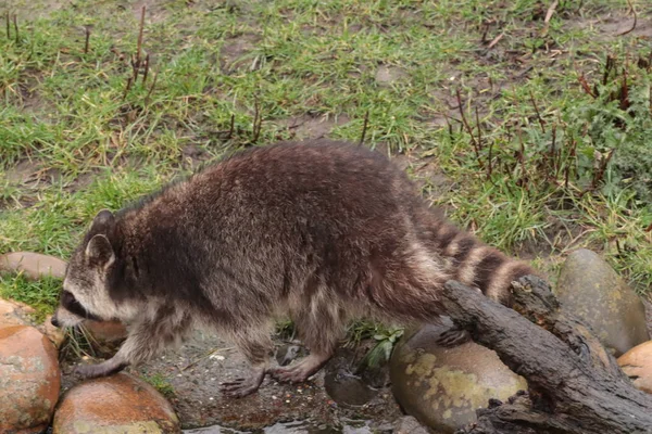 Raton Procyon Lotor Alam — Stok Foto