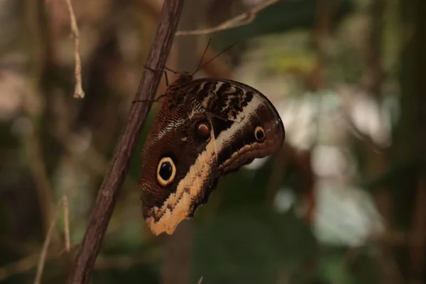 卡利戈 阿特雷乌斯蝴蝶吃树叶 — 图库照片