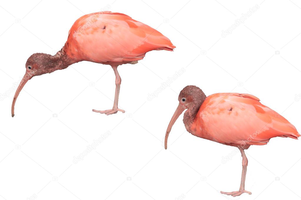 Scarlet Ibis - Eudocimus ruber, beautiful red bird isolated on white background