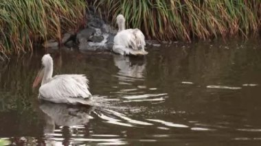 Pelecanus erythrorhynchos-nehir üzerinde Amerikan beyaz Pelican