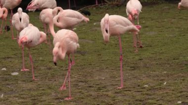 Amerikan pembe flamingo kuşlar, Aile Phoenicopteridae içinde Wading kuş türü grubu