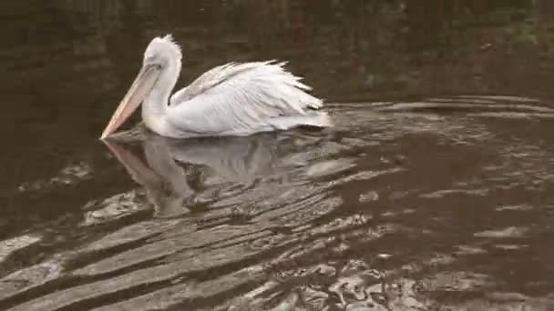 Pelecanus Erythrorhynchos Pelícano Blanco Americano Río — Vídeo de stock