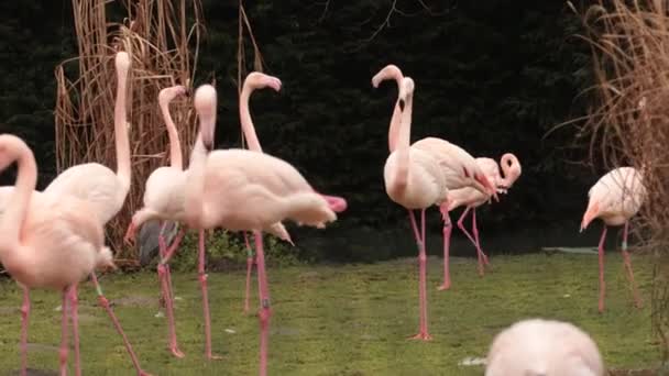 Grupp Amerikanska Rosa Flamingo Fåglar Typ Vadarfågel Familjen Phoenicopteridae — Stockvideo