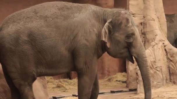 Gros plan portrait de l'éléphant dans le zoo 