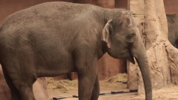 Nahaufnahme Porträt Eines Elefanten Zoo — Stockvideo