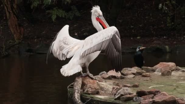 White American Pelican Wings Opened — ストック動画