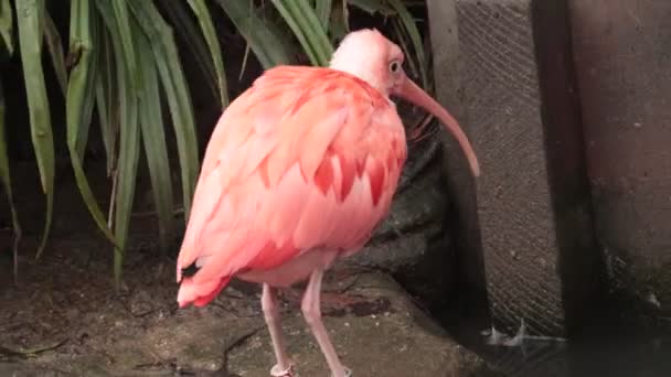 Ibis Écarlate Eudocimus Ruber Bel Oiseau Rouge — Video