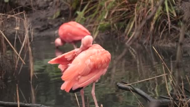 Scarlet Ibis Eudocimus Ruber Beautiful Red Bird — Stock Video