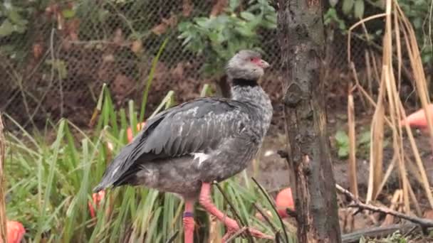 Crested Screamer Bird Looking Eat Tree — Stock Video