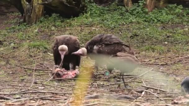 Prey Vultures Eating Meat — Stock Video