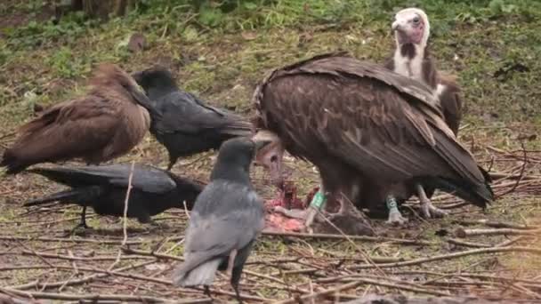 Prey Vultures Eating Meat — Stock Video