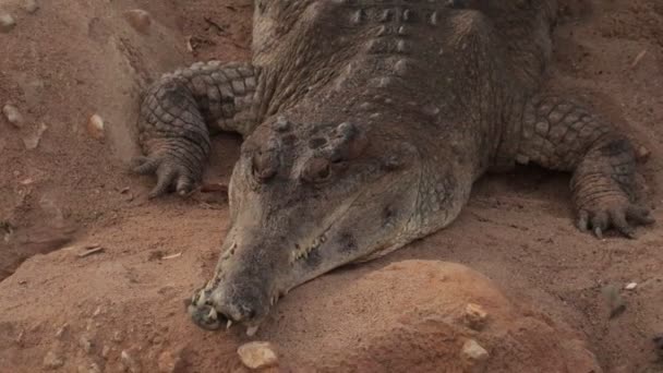 Krokodil Zoo Nahaufnahme Porträt — Stockvideo