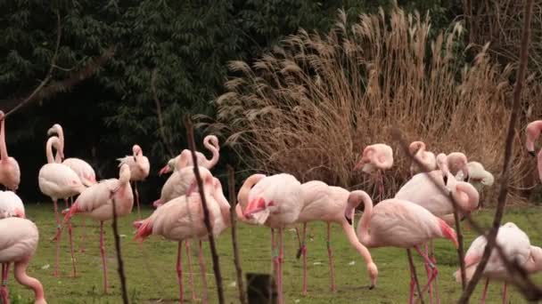 groupe d'oiseaux flamants roses d'Amérique, type d'oiseau échassier de la famille Phoenicopteridae 