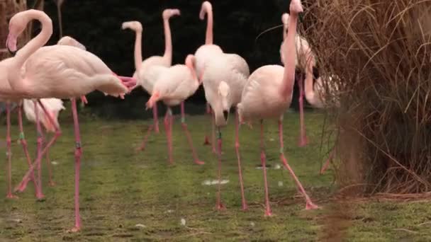 アメリカのピンクのフラミンゴ鳥のグループ 家族フェニコプテリダの鳥の種類 — ストック動画