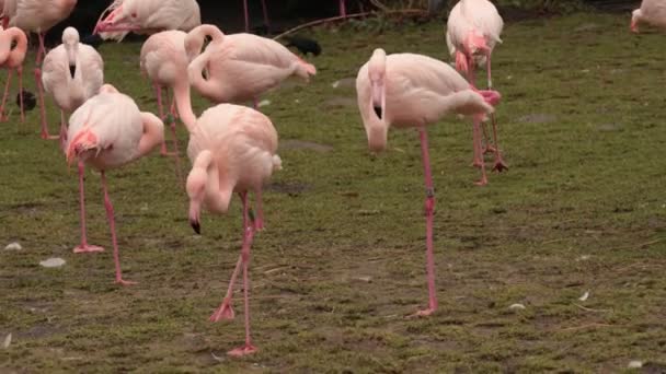 Grupo Aves Flamingo Rosa Americanas Tipo Ave Perneta Família Phoenicopteridae — Vídeo de Stock