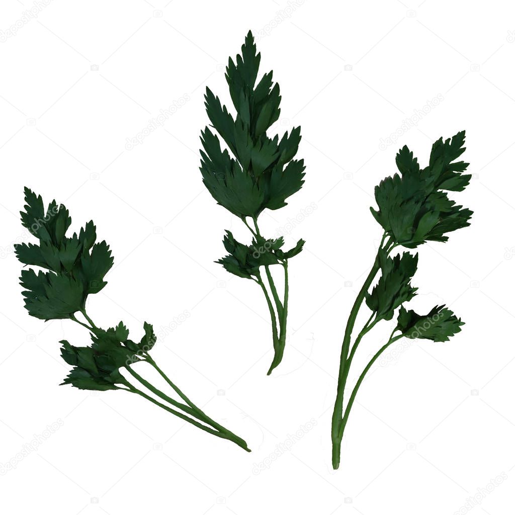 fresh parsley isolated on white background