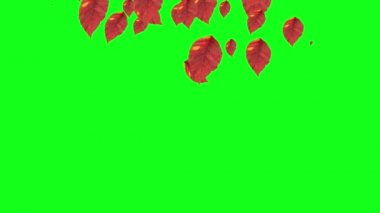 Sonbahar yeşil ekranda düşen yaprakları, Chroma anahtar düzenlenebilir arka plan