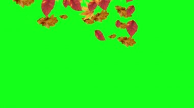 Sonbahar yeşil ekranda düşen yaprakları, Chroma anahtar düzenlenebilir arka plan