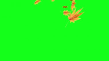 Sonbahar yeşil ekranda düşen yaprakları, Chroma anahtar düzenlenebilir arka plan