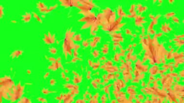 düşen sonbahar yaprakları, yeşil ekran, anahtar düzenlenebilen arka plan