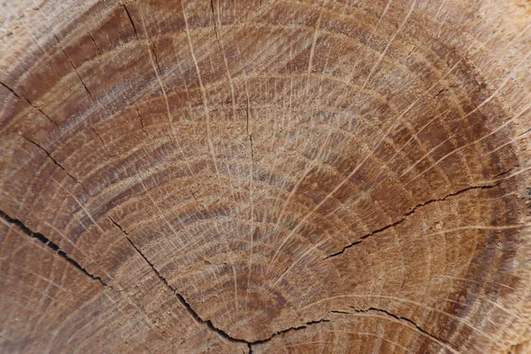 Luce Naturale Legno Texture Sfondo — Foto Stock