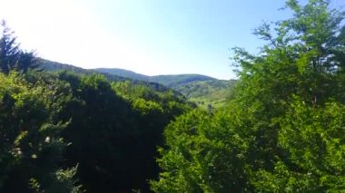 Orman tepe arka plan havadan görünümü, güzel doğa ağaçları manzara